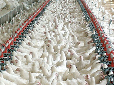 tkdk broiler tavuk çiftliği